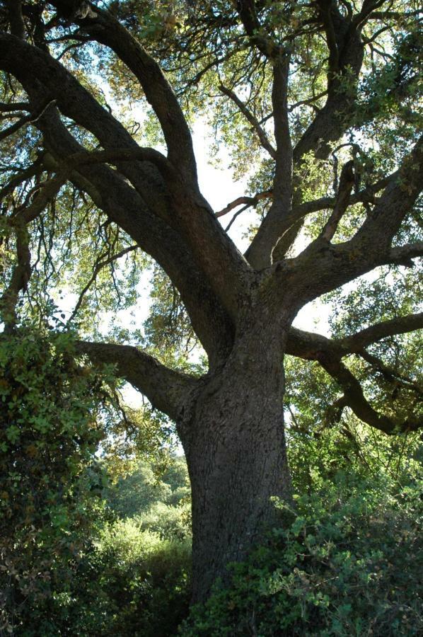 La Sargantana Turismo Rural Santa Cruz de Nogueras Εξωτερικό φωτογραφία